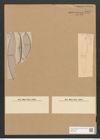 Amphora ostrearia Breb. (de-Toni-Nr.: Genus 36, Species 1504) Zeichnungen Sammlung Grunow Nr. 2903 (NHMW-BOT-W0370239)
